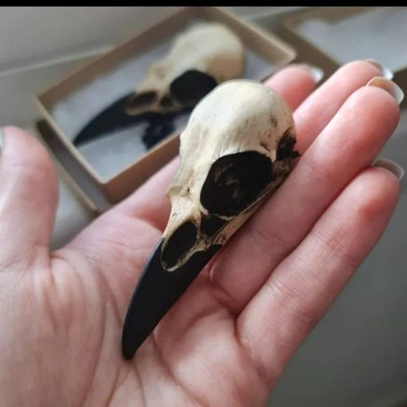 Large raven skull resin goth punk grunge black stainless steel chain necklace - Picture 2 of 9